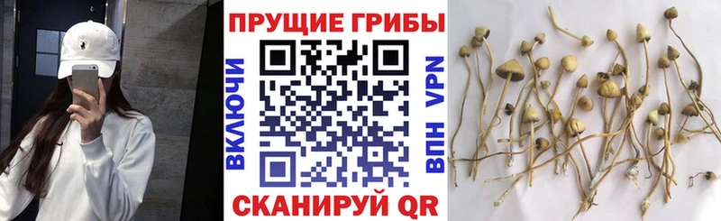 как найти   Малоярославец  Псилоцибиновые грибы Psilocybine cubensis 